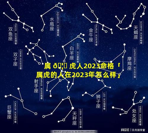 属 🦅 虎人2023命格「属虎的人在2023年怎么样」